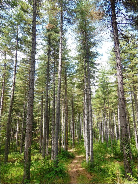 sentier-dans-foret